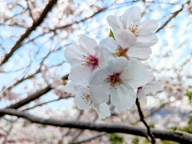 立山公園の桜