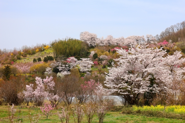 花見山公園の桜