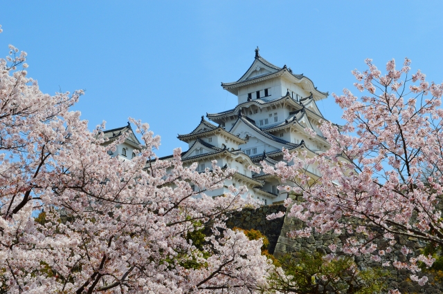 姫路城と桜