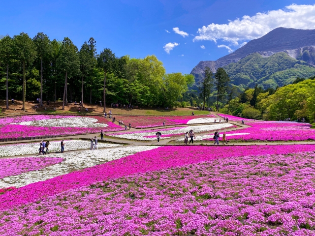 羊山公園の芝桜