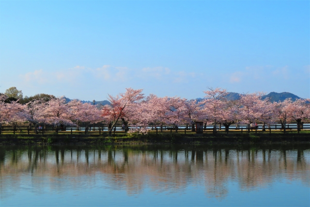 亀鶴公園の桜