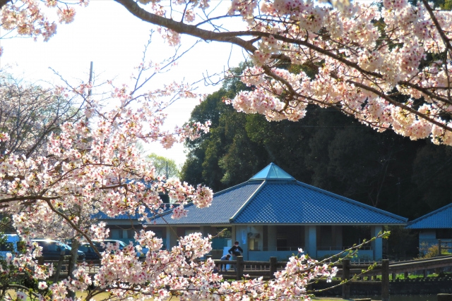 亀鶴公園の桜