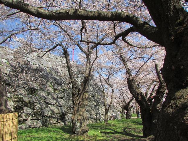 盛岡城跡公園の桜