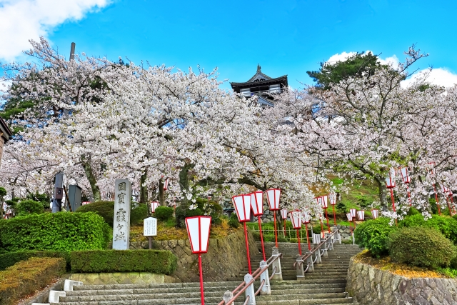 丸岡城の桜
