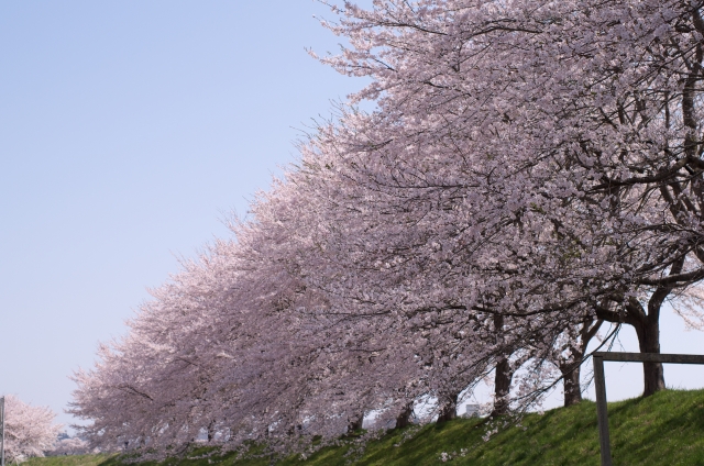 白石川堤一目千本桜