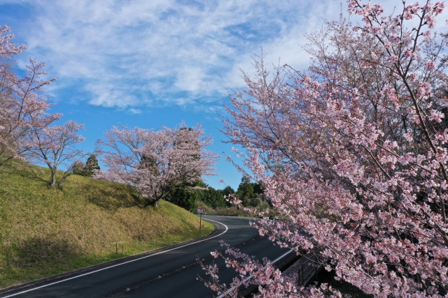 冨士山公園の桜