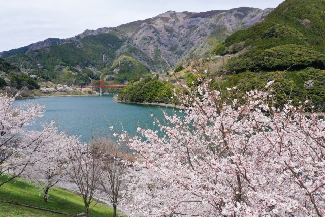 大渡ダムの桜