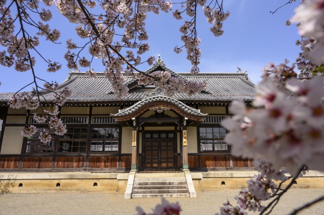 舞鶴城公園の桜