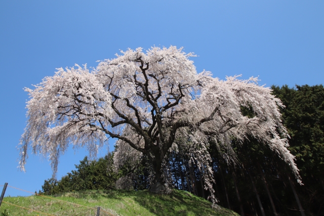 乙ヶ妻のシダレザクラ