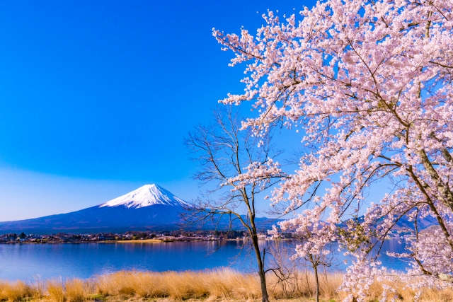河口湖畔の桜
