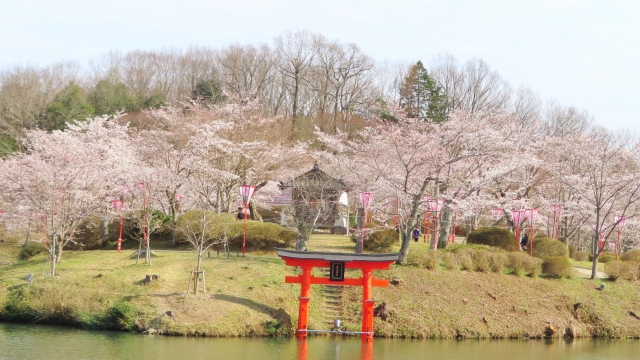 広島県の上野公園の桜