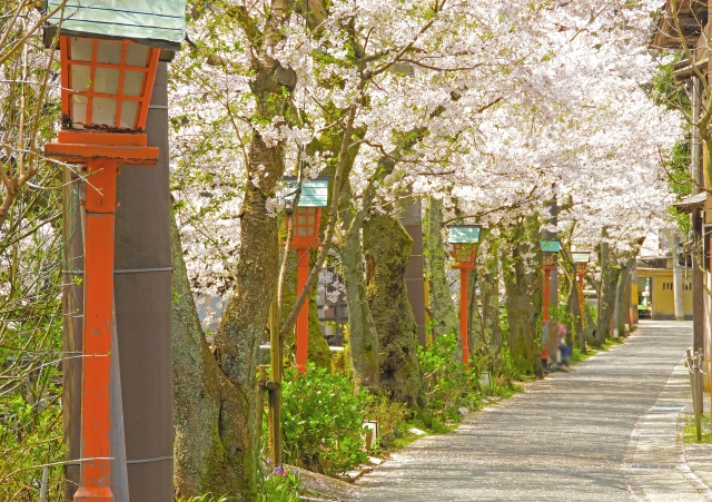城崎温泉街の桜