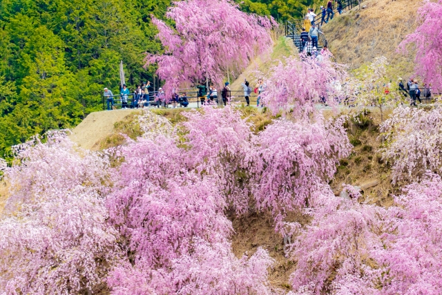 高見の郷の桜