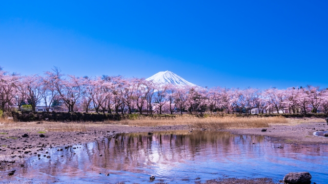 河口湖畔の桜