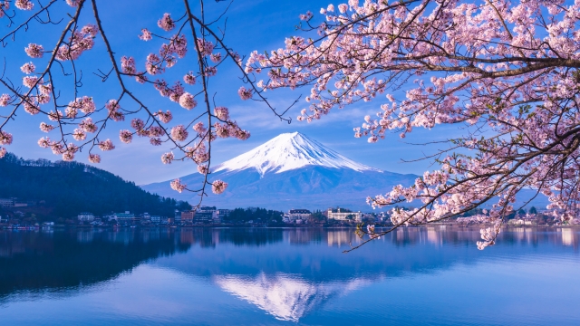 富士山と桜