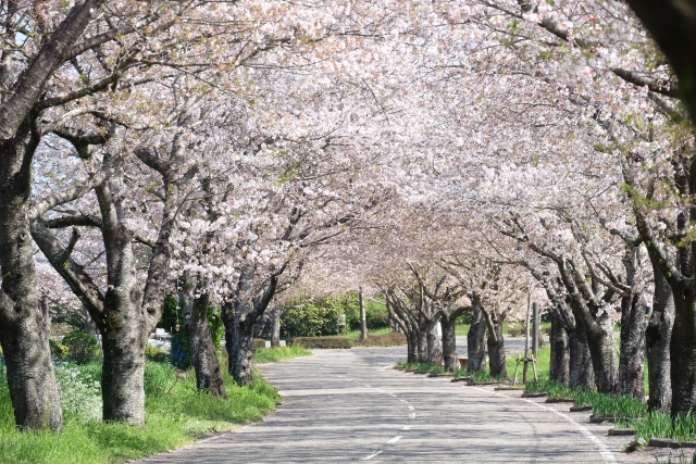 宮崎市の垂水公園の桜