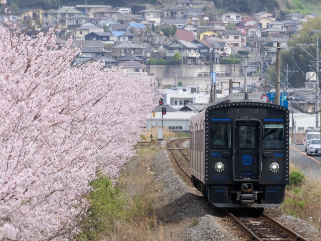 長崎本線のディーゼルカーと満開の桜並木