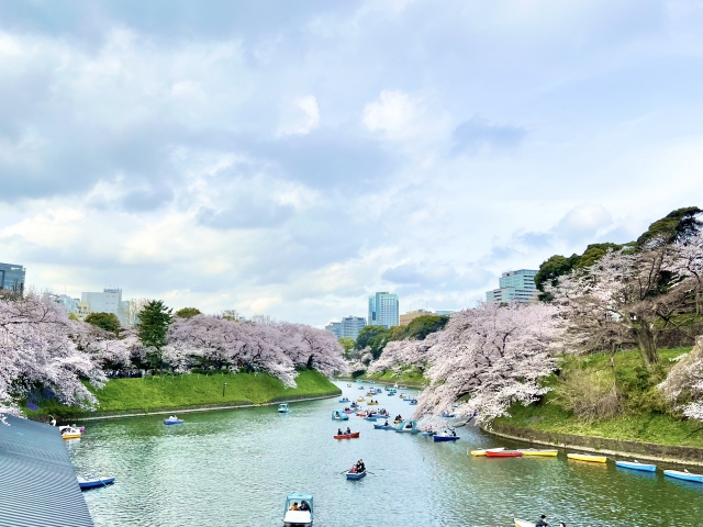 千鳥ヶ淵の桜