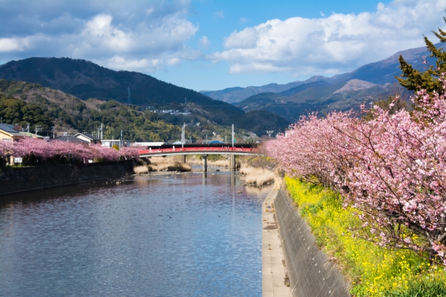 河津川沿いの河津桜