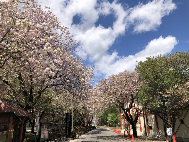 天平の丘公園の桜