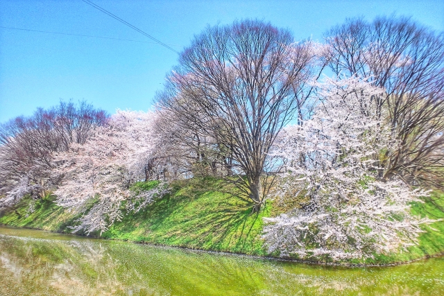 霞城公園の桜