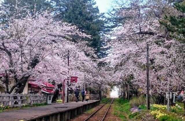 芦野公園の桜