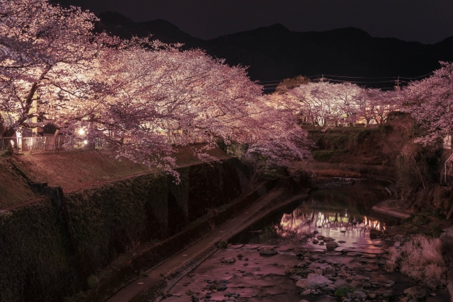 嬉野温泉の夜桜ライトアップ