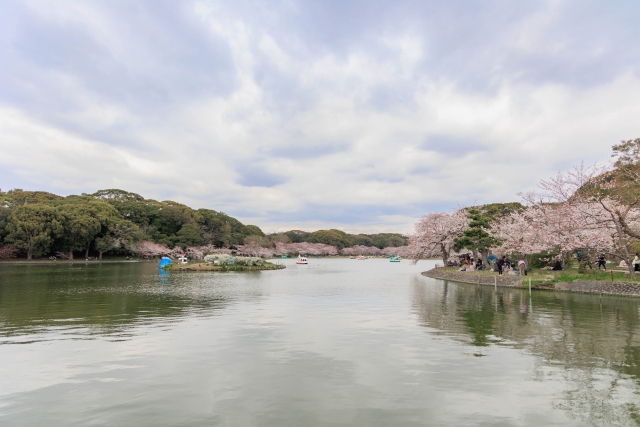 兵庫県立明石公園の桜