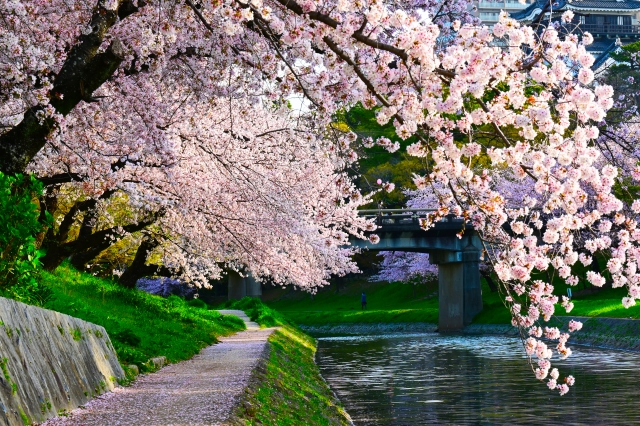 岡崎城公園の桜
