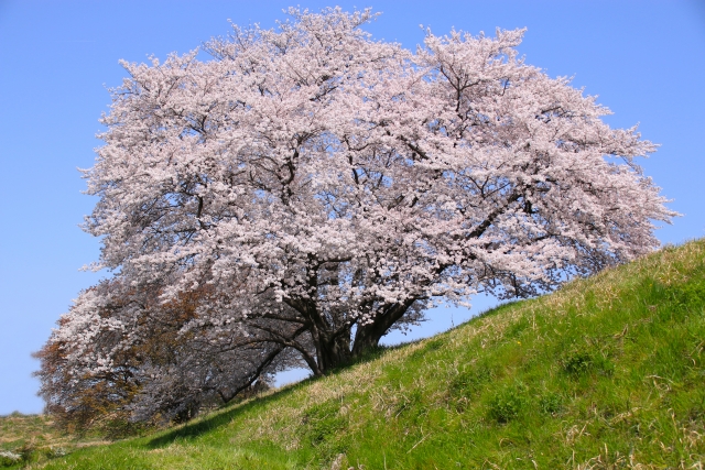 幾坂池の一本桜