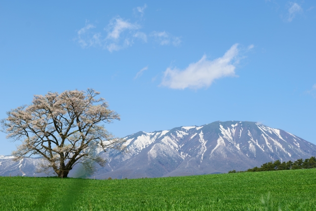 小岩井農場の一本桜