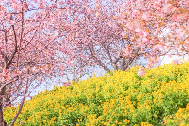 西平畑公園の河津桜