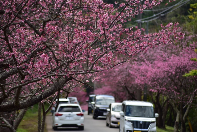 八重岳桜まつり