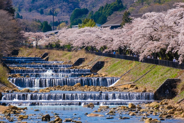 箱根宮城野の桜