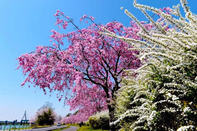 水源公園の桜