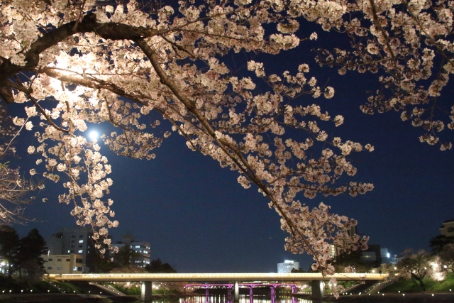 岡崎城公園の夜桜ライトアップ