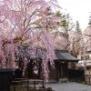 角館のシダレザクラ