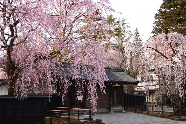 角館のシダレザクラ