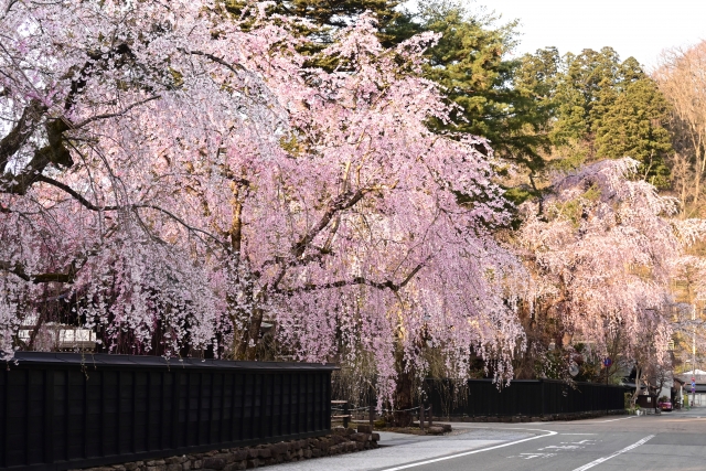 角館の桜