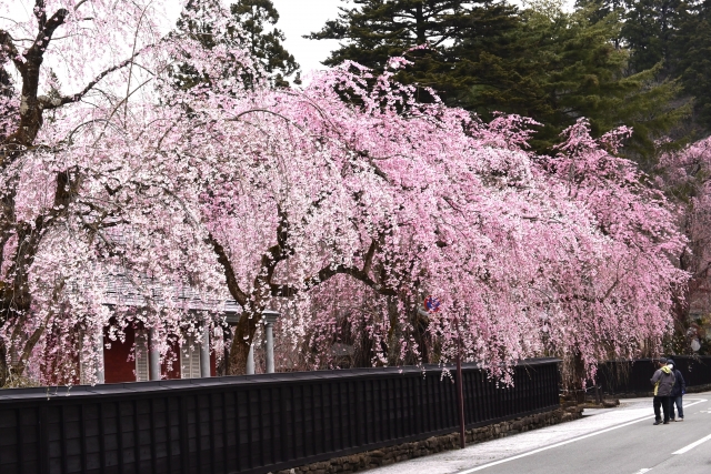 角館のシダレザクラ