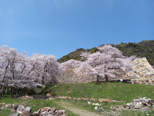 鳥取城跡の桜