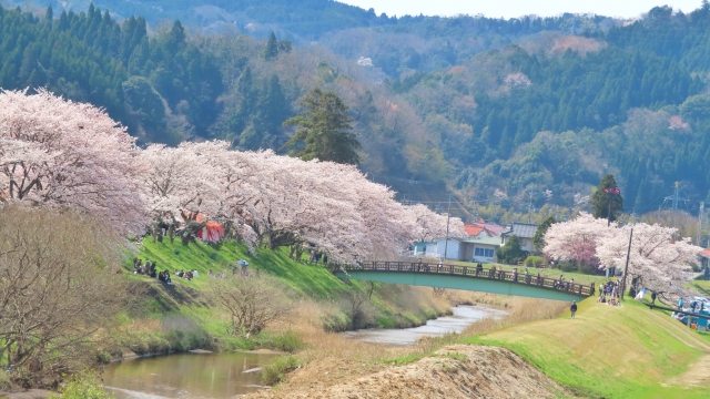 斐伊川堤防桜並木