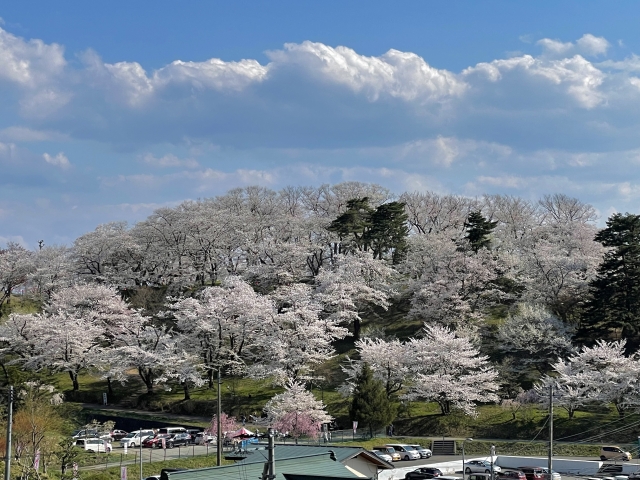 烏帽子山公園の桜