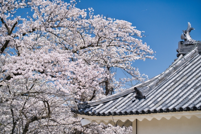 霞城公園の桜