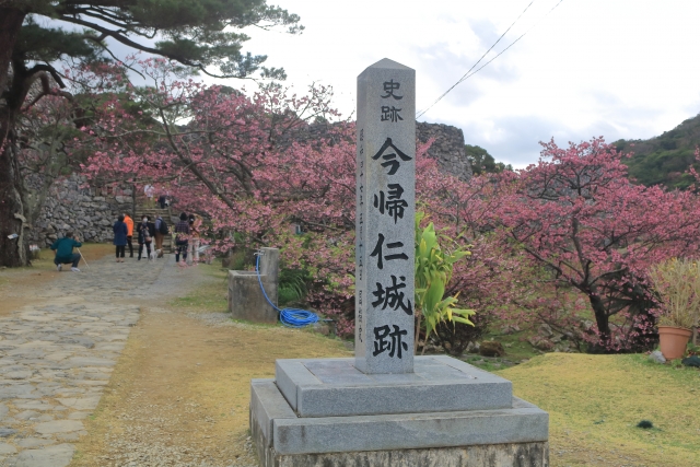 今帰仁城跡の桜