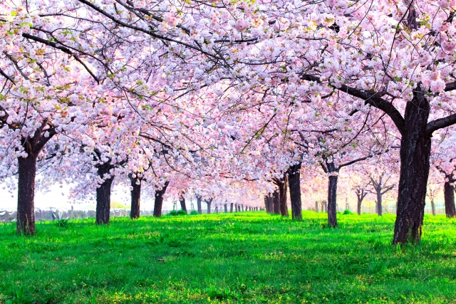 満開の桜のトンネル