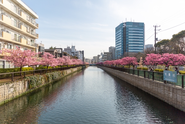 木場公園・大横川沿いの河津桜