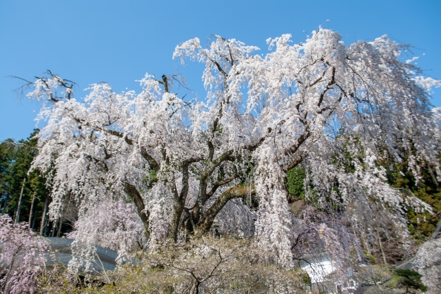 身延山久遠寺の桜（しだれ桜）