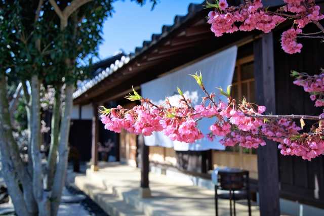 寒緋桜と古民家