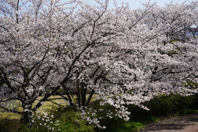大高緑地の桜